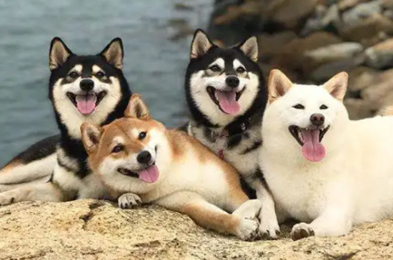 柴犬和秋田犬的区别主要在哪里