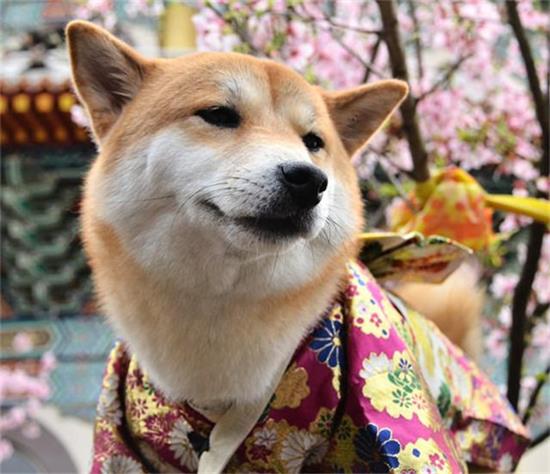 秋田和柴犬哪个好