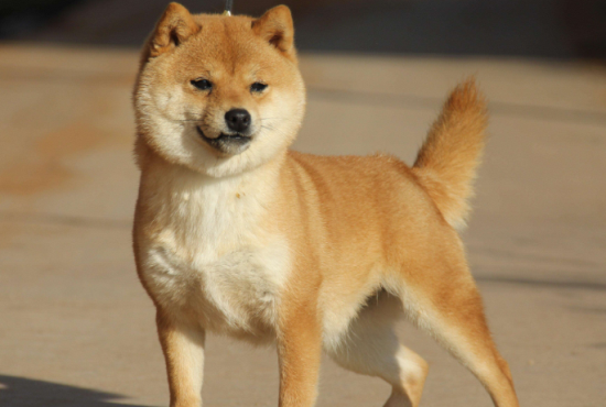 豆柴犬价格多少钱一只啊