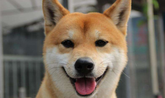 柴犬的寿命一般是多久
