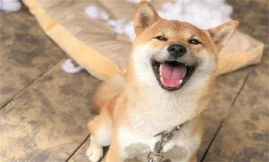 柴犬有什么缺点