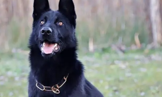 黑色德国牧羊犬价格