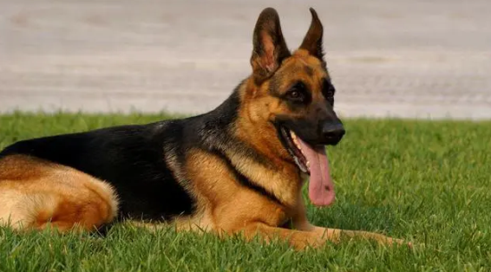 德国牧羊犬训练