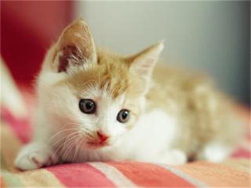 猫咪为什么会忘记收舌头