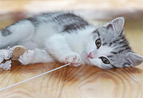 猫咪为什么会凶自己的孩子？