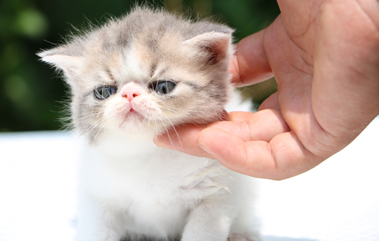 猫血常规指标解读 一分钟看懂血常规