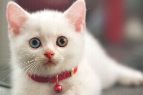 猫耳朵边缘发黑 是不是感染了耳螨