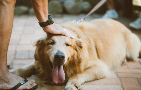 金毛犬喜欢什么玩具