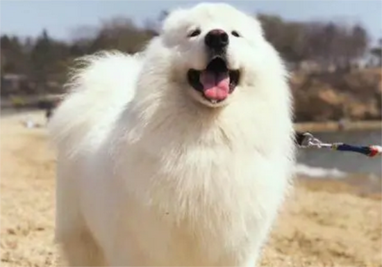 狗狗会是子宫蓄脓吗？