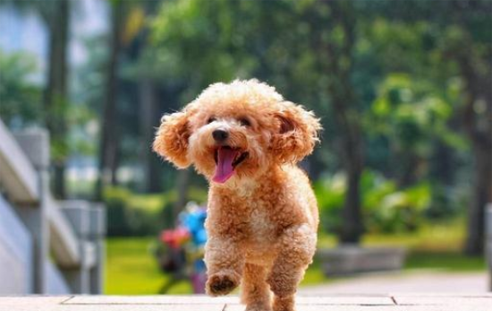 泰迪犬哪个颜色价钱最贵