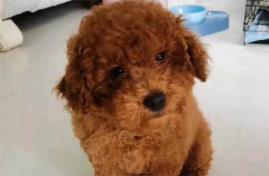 泰迪怀孕多长时间下崽