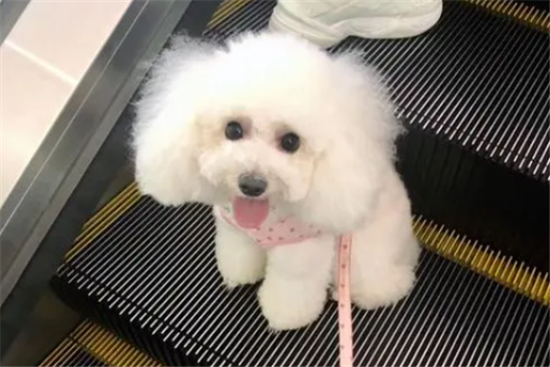 白泰迪为什么便宜