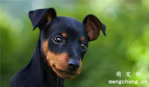 迷你杜宾犬缺点优点