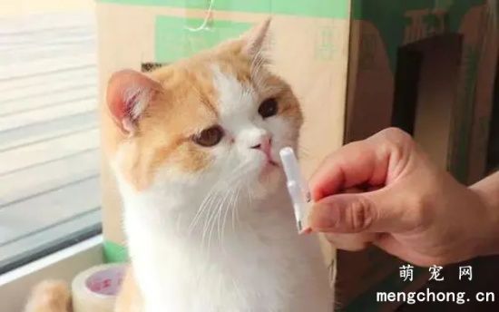 猫咪驱虫前后要注意什么？