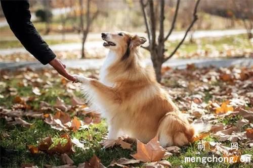 <strong>狗狗偶遇前主人，瞬间情绪失控，它目送前主人离去的眼神让人心碎…</strong>