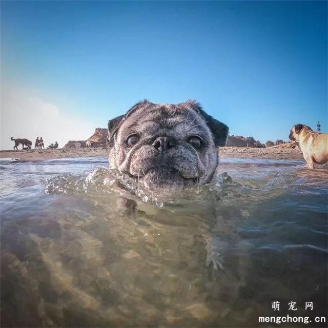 巴哥犬美图,巴哥犬萌照,巴哥犬摄影,巴哥犬图片