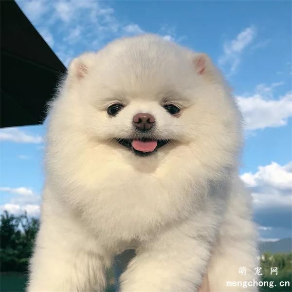 博美犬美图,博美犬萌照,博美犬摄影,博美犬图片