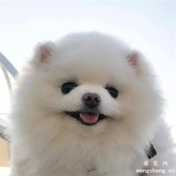 博美犬美图,博美犬萌照,博美犬摄影,博美犬图片