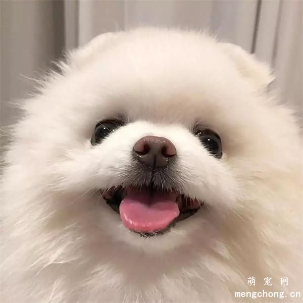 博美犬美图,博美犬萌照,博美犬摄影,博美犬图片