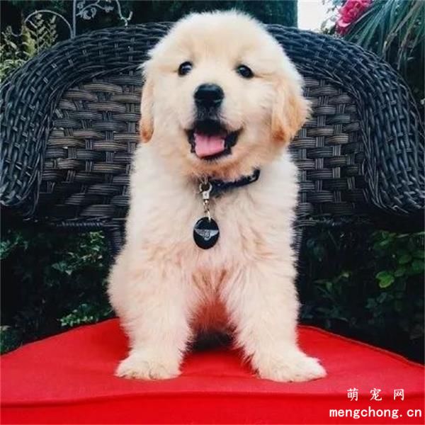 金毛美图,金毛萌照,金毛摄影,金毛图片