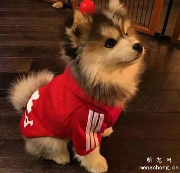  博美犬美图,博美犬萌照,博美犬摄影,博美犬图片