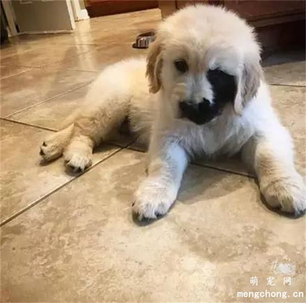 金毛美图,金毛萌照,金毛摄影,金毛图片