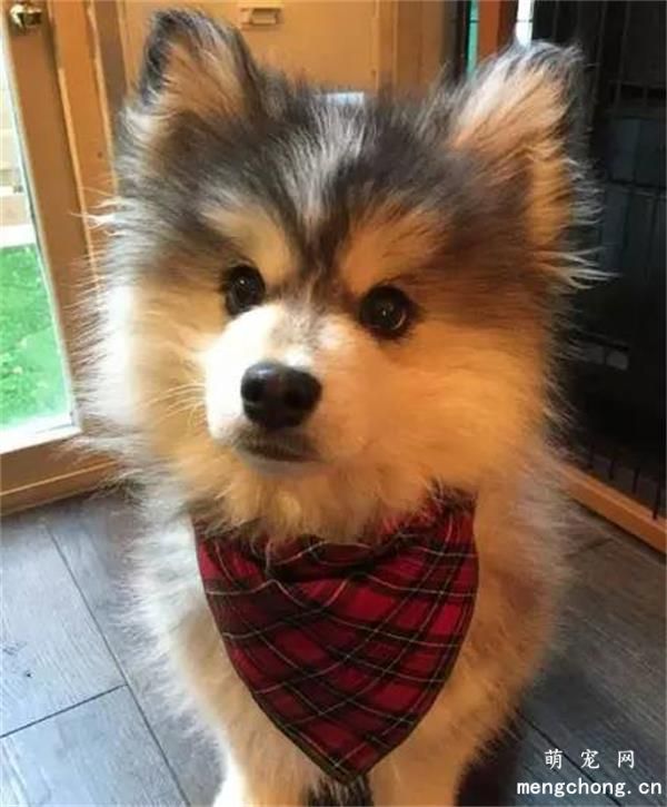  博美犬美图,博美犬萌照,博美犬摄影,博美犬图片