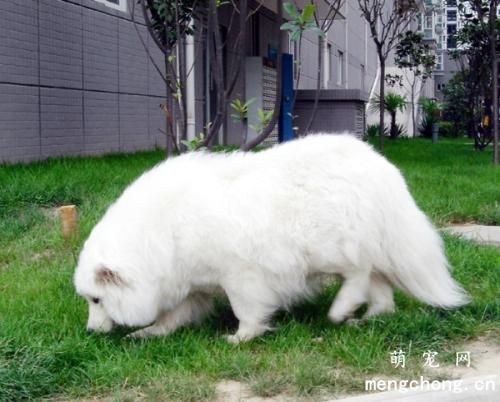 狗狗生完孩子一直喘怎么办?