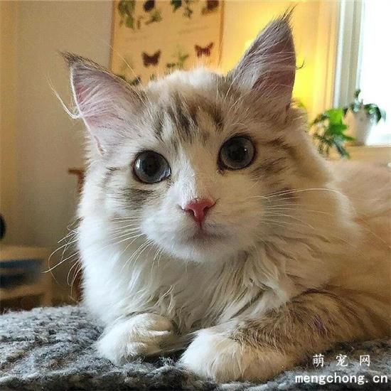 猫营养膏多久吃一次?