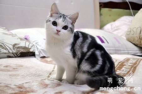 猫脱毛是什么病？