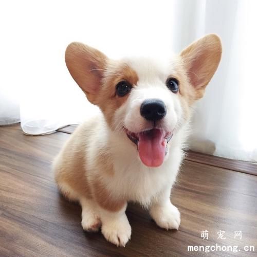 柯基犬多少钱一只？柯基卖的贵吗？