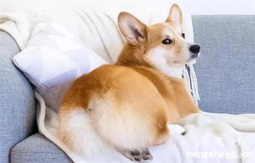 狗狗身上出现异味怎么办？