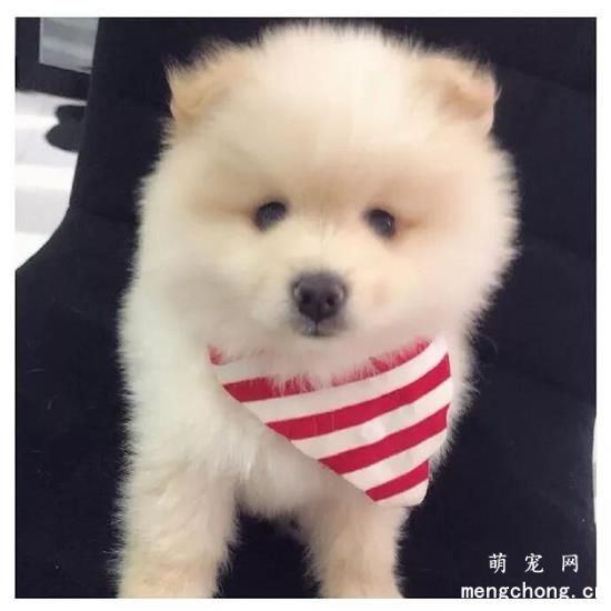博美犬美图,博美犬萌照,博美犬摄影,博美犬图片