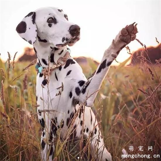 大麦町犬美图,大麦町犬萌照,大麦町犬摄影,大麦町犬图片