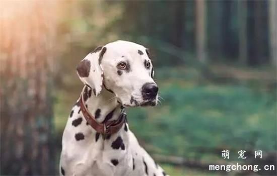 大麦町犬美图,大麦町犬萌照,大麦町犬摄影,大麦町犬图片