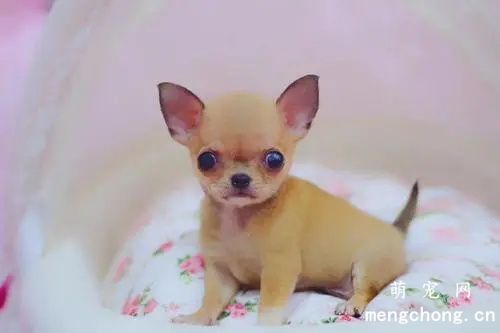 吉娃娃和小鹿犬的区别