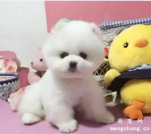 绝育后的狗狗有什么变化?