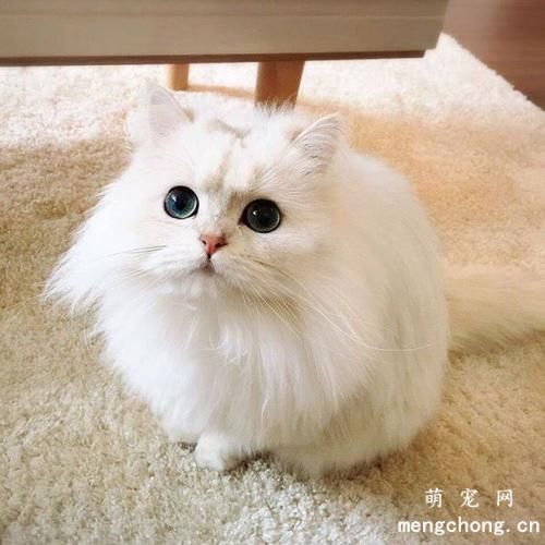 猫鼻子黑色结块怎么去掉？