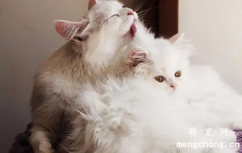 猫互相舔毛是表达什么？
