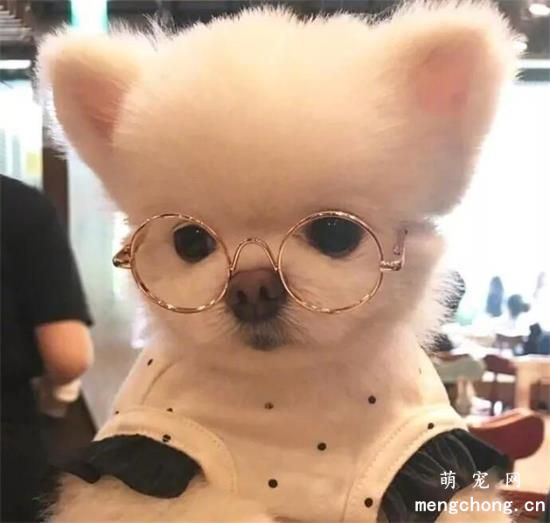 博美犬美图,博美犬萌照,博美犬摄影,博美犬图片