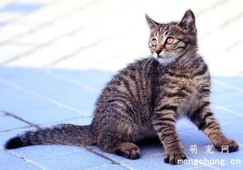 ​狸花猫只有中国才有吗