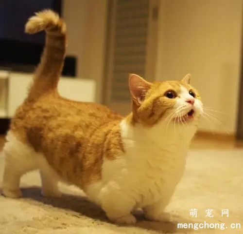 ​短腿橘猫是什么品种