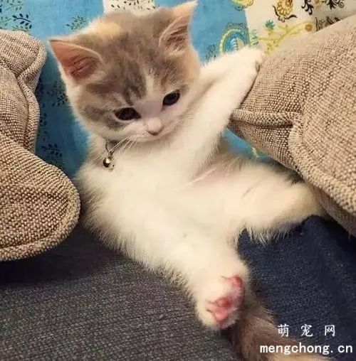 小奶猫感冒发烧怎么正确有效降温？