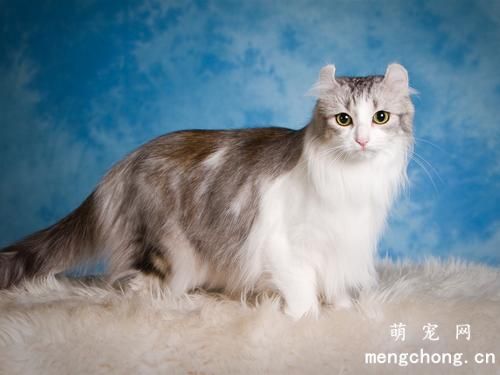 猫咪膀胱炎的病理、症状及治疗