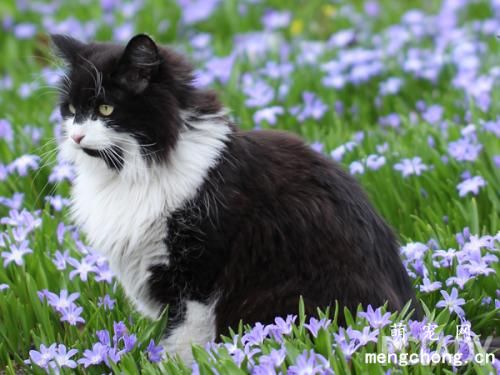 猫咪糖尿病的病理、症状及猫咪糖尿病的治疗