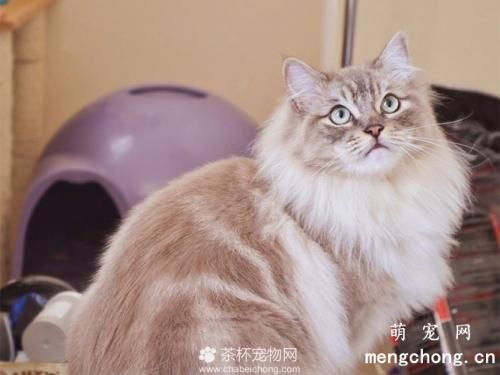 猫咪艾迪生氏病的原因、症状及治疗