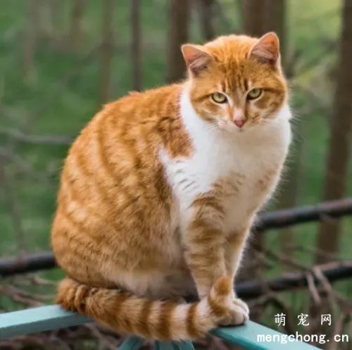 中华田园猫有几种？山东狮子猫、玄猫还有云猫