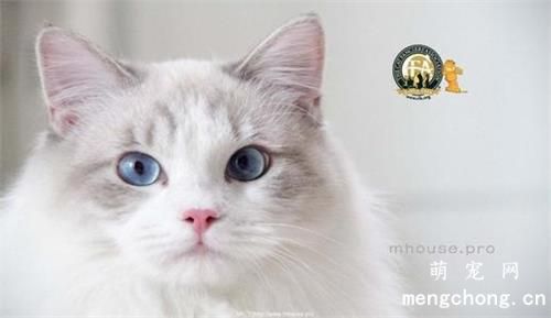 猫咪急性肾小球肾炎发病原因、症状及治疗方案