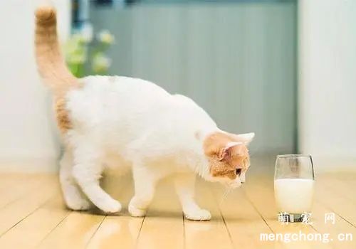 猫犬经常腹泻便秘、消化不良、便臭口臭吃什么调理好？