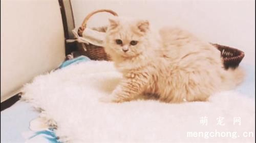 猫猫常见的一些疾病介绍 
